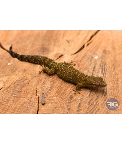 Lepidodactylus lugubris - Juvéniles