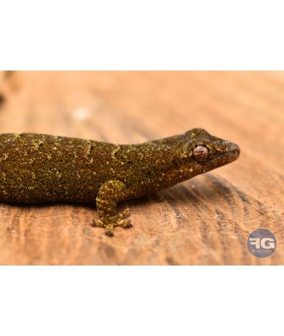 Lepidodactylus lugubris - Juvéniles
