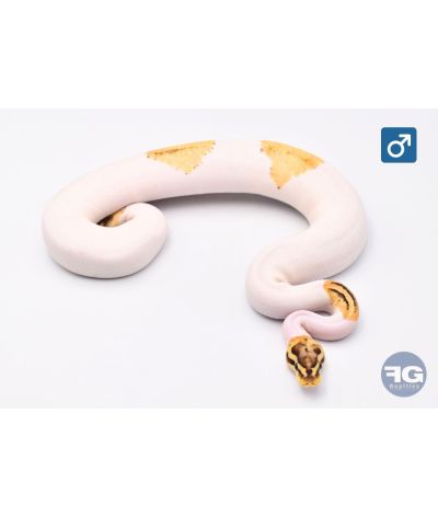 Python Regius Fire Fly YB Pied Mâle