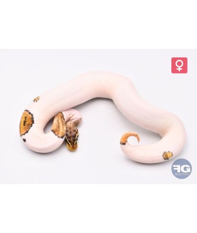 Python Regius Pastel YB Pied Femelle