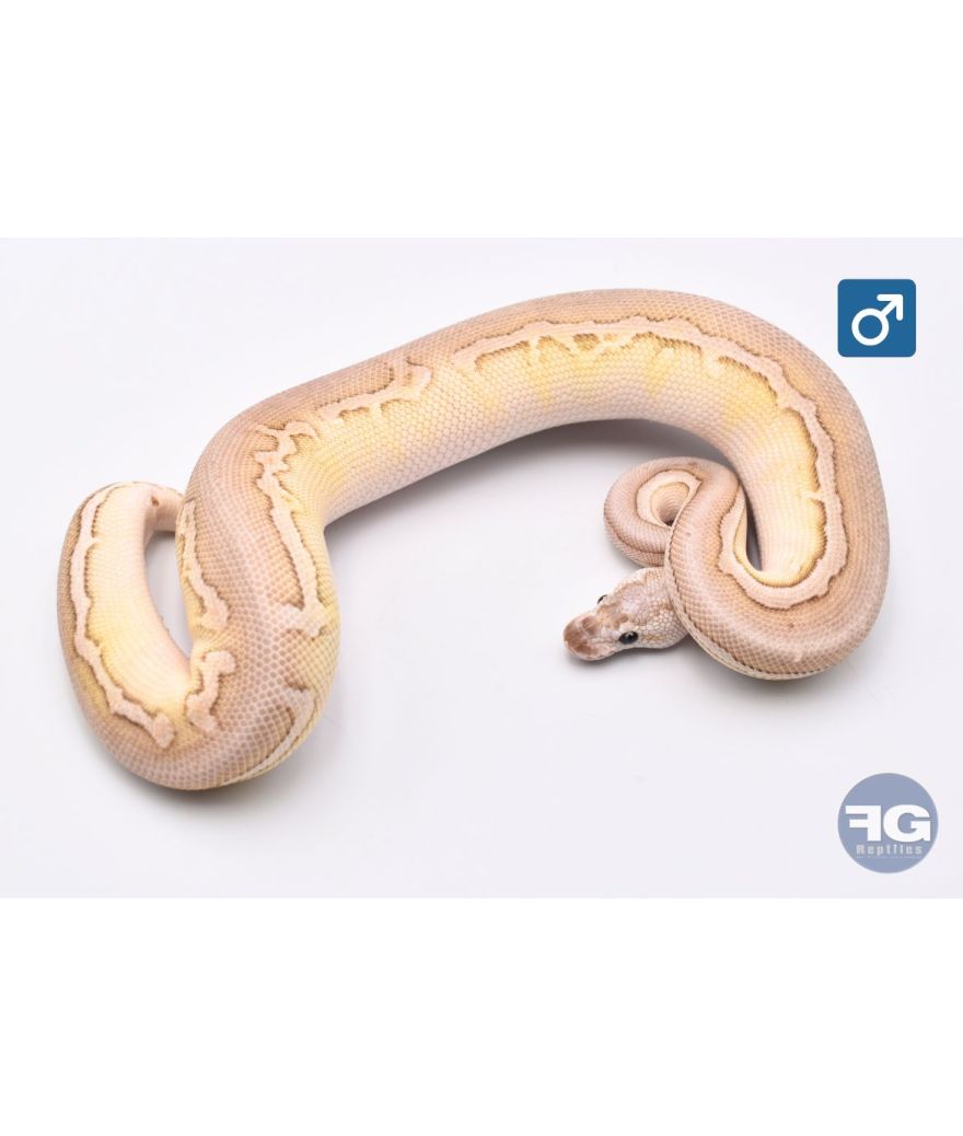 Python Regius Butter Pewter Crypton Mâle