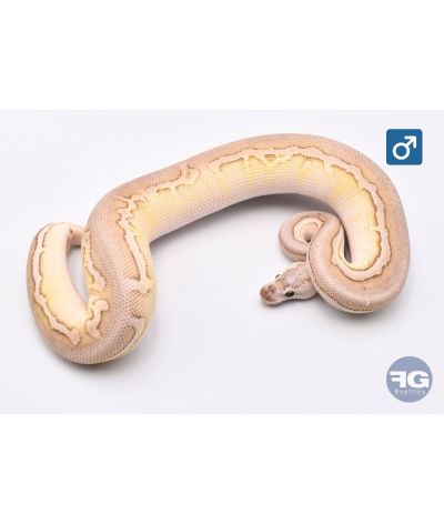 Python Regius Butter Pewter Crypton Mâle