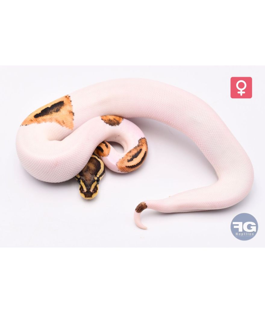 Python Regius Fire YB Pied Femelle