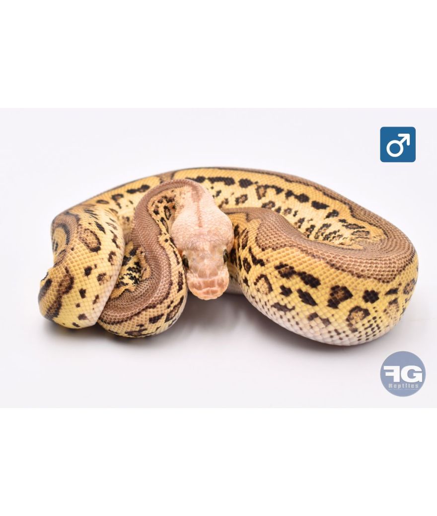 Python Regius Pastel Leopard YB Clown Mâle