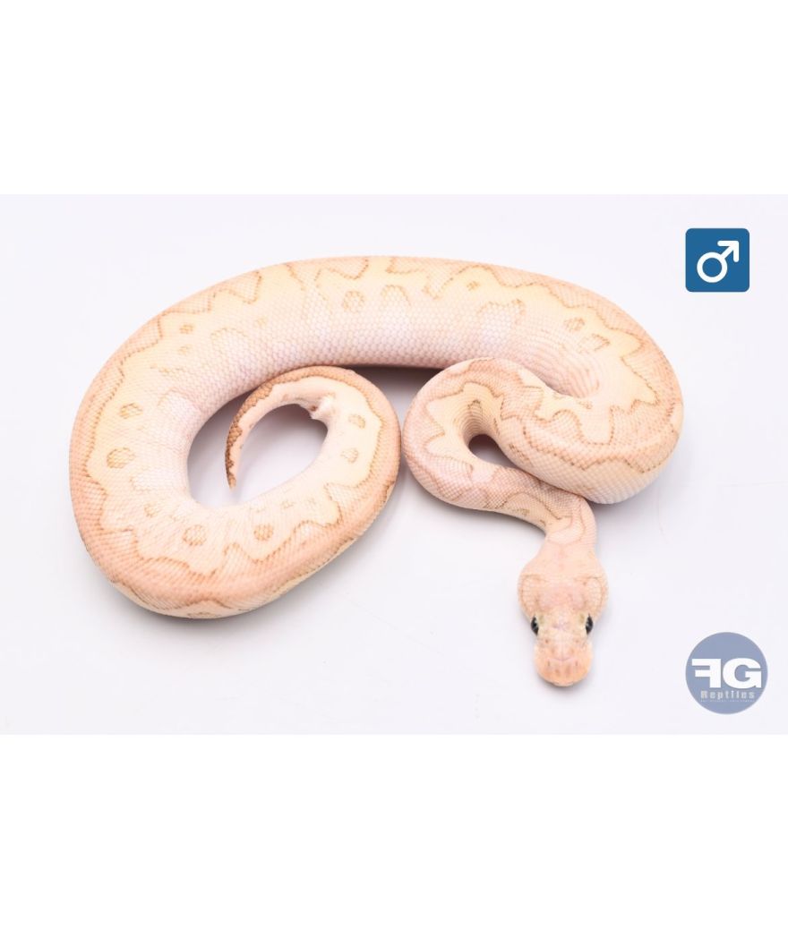 Python Regius Butter Pastel Banana Clown Mâle