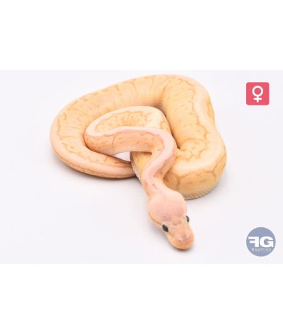 Python Regius Lemon Blast Banana DG Femelle