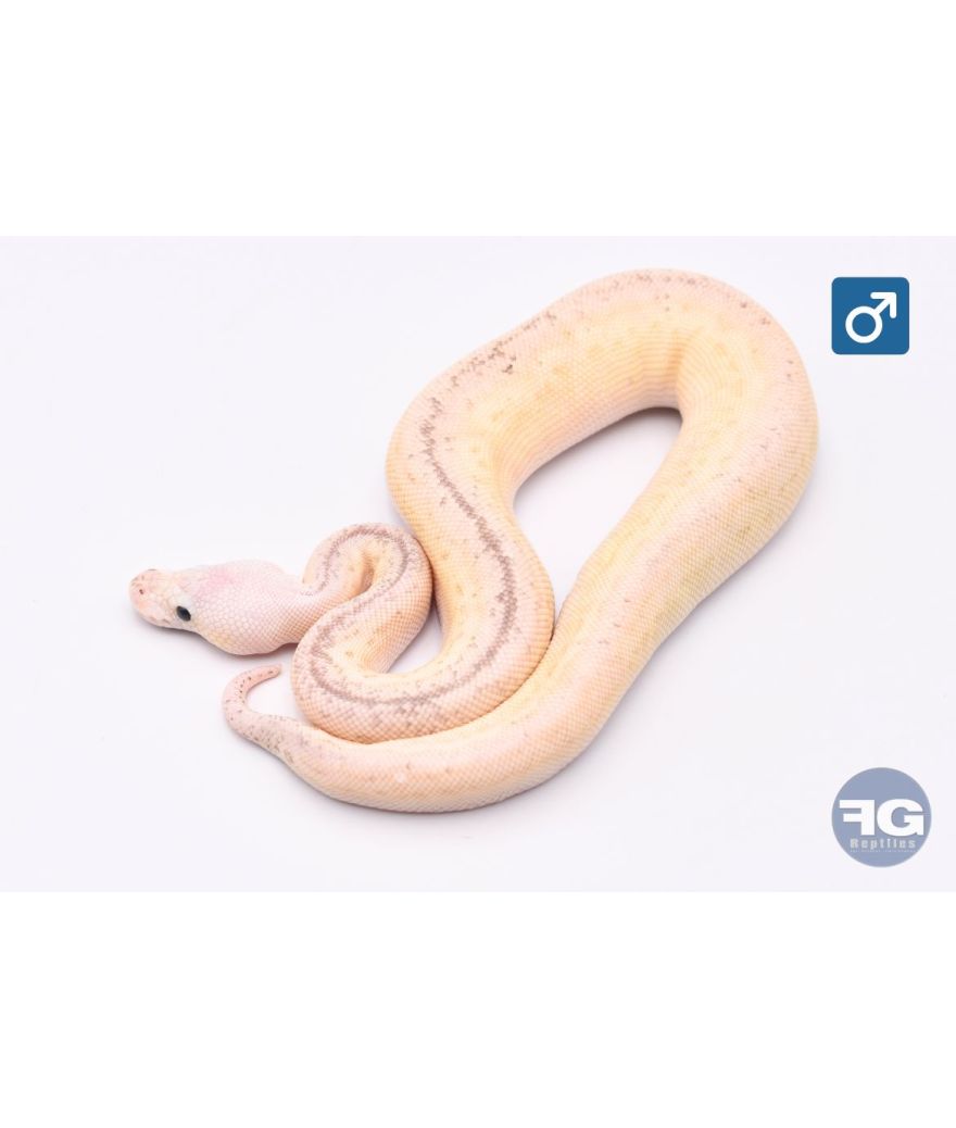 Python Regius Butter Silver Streak Pinstripe Clown Mâle