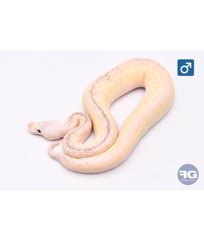 Python Regius Butter Silver Streak Pinstripe Clown Mâle