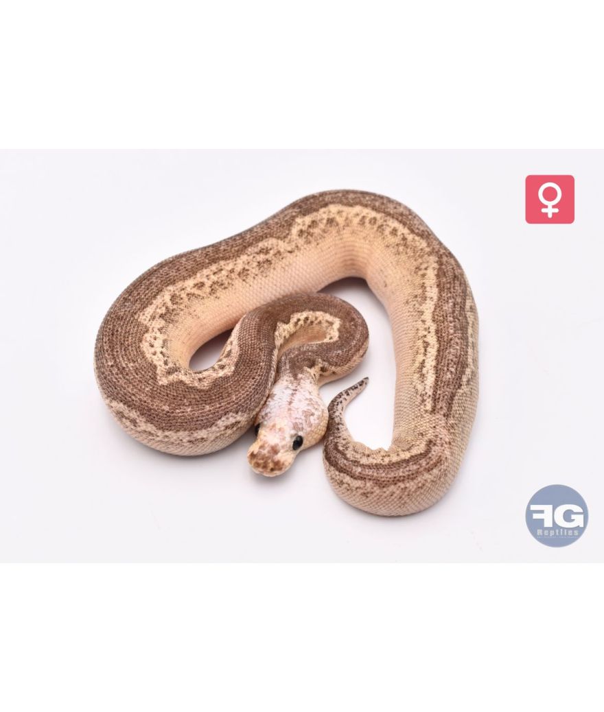 Python Regius Pewter Léopard Clown Femelle