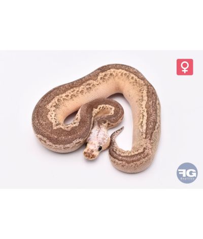 Python Regius Pewter Léopard Clown Femelle