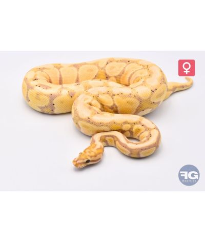 Python Regius Banana Spotnose het Clown Femelle