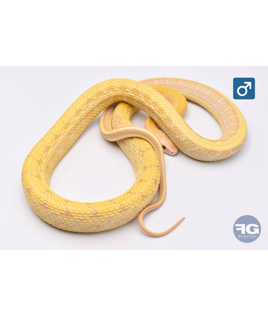 Orthriophis taeniurus taeniurus Albinos T+ 66% poss het anery Mâle