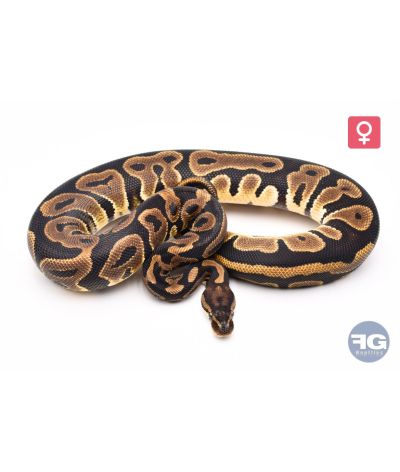 Python regius Leopard 100% het Ultramel Femelle