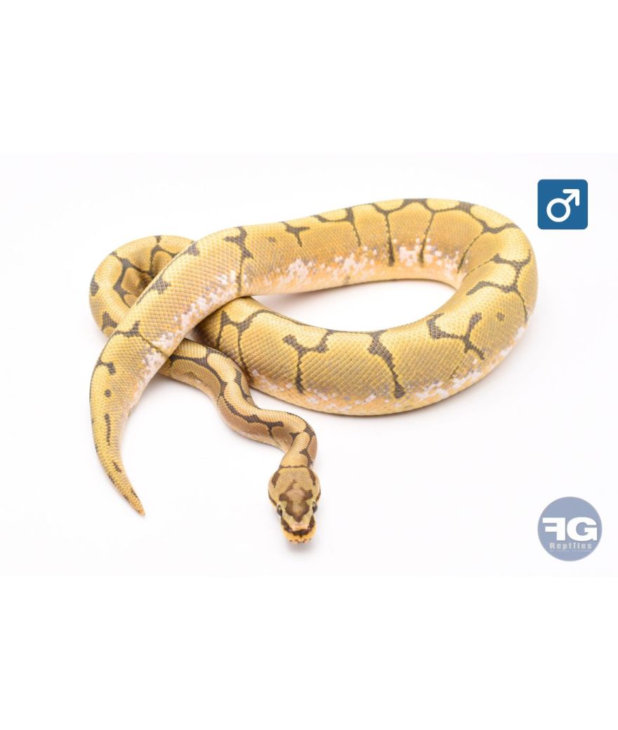 Python regius Spider Hypo Mâle