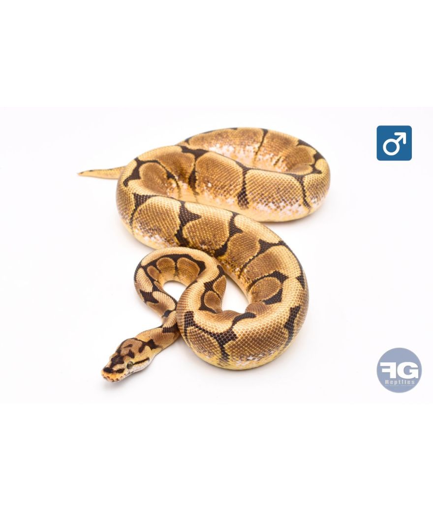 Python regius Spider YB Mâle