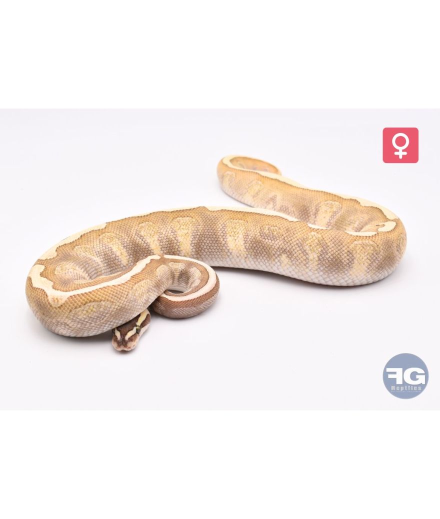 Python regius GHI Lesser Enchi Fire Femelle