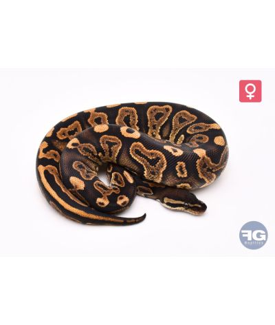 Python regius Black Pastel 100% het Pied Femelle