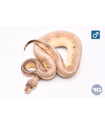 Python regius Super Pastel Black Pastel Lesser 100% het DG Mâle
