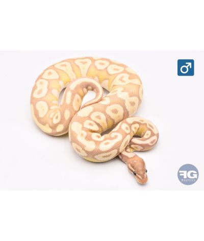 Python regius Banana Mojave Mâle