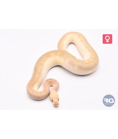 Python regius Lesser Pastel Enchi Clown Femelle