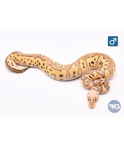 Python regius Pastel Clown Top Qualité Mâle