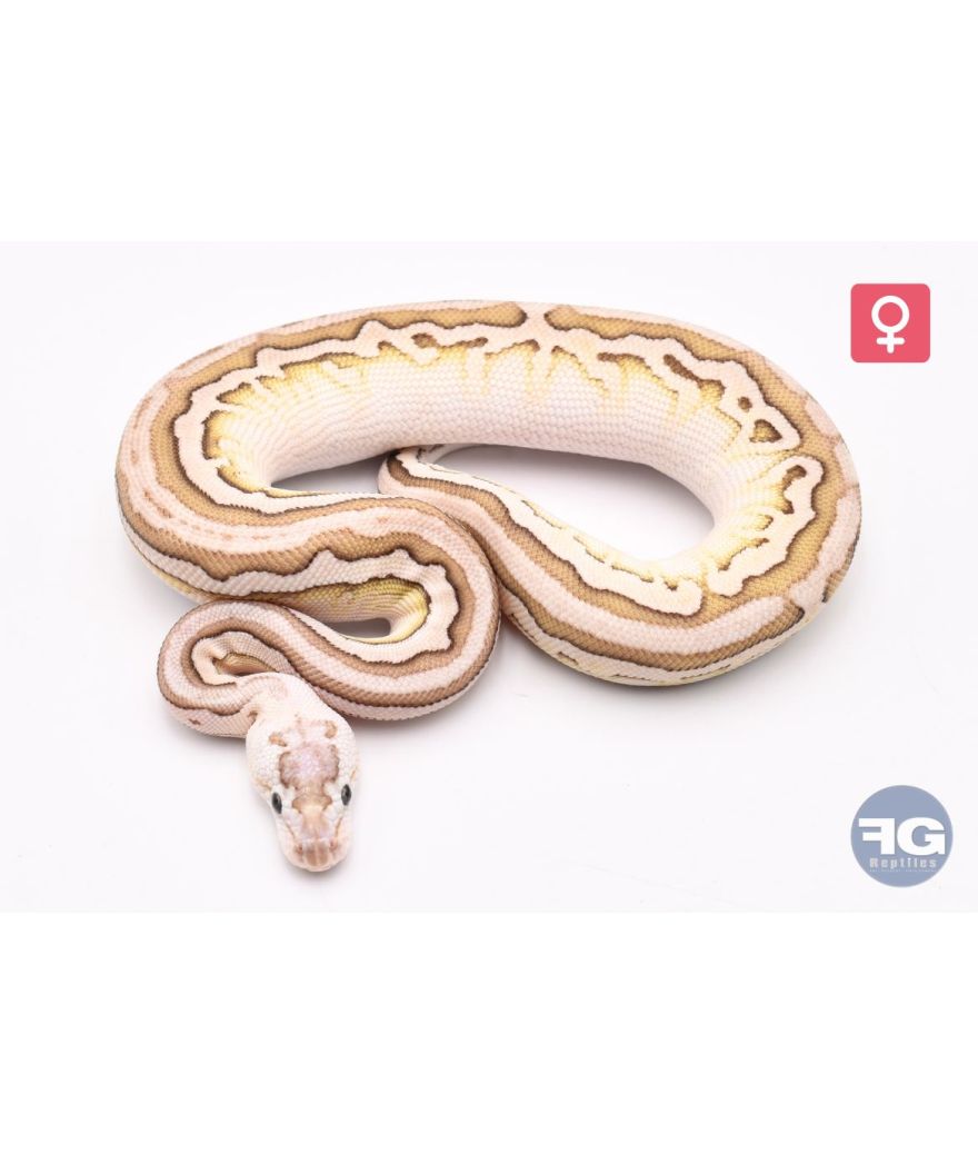 Python regius Lesser Pewter Crypton Femelle
