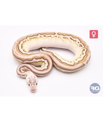 Python regius Lesser Pewter Crypton Femelle