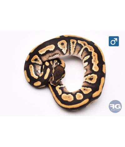 Python regius Phanton (Defaut colonne) Mâle