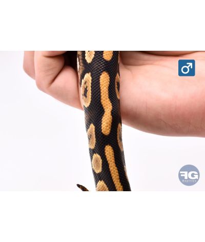 Python regius Phanton (Defaut colonne) Mâle