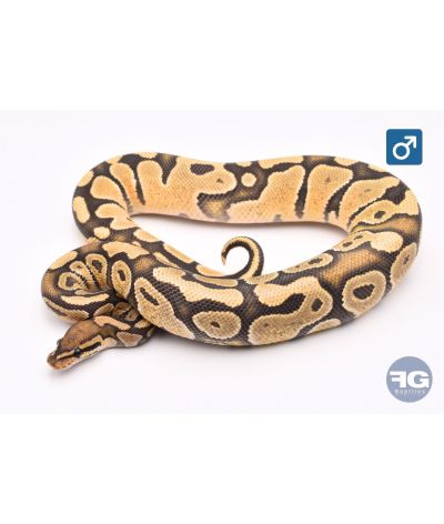 Python regius Hypo Mâle