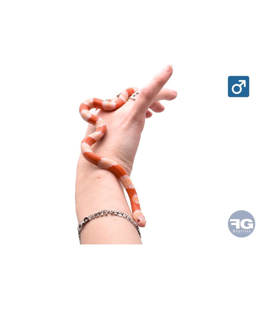 Lampropeltis hondurensis Albinos Male