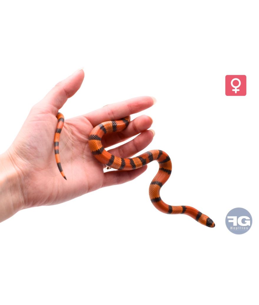 Lampropeltis hondurensis Hypo Tangerine Femelle