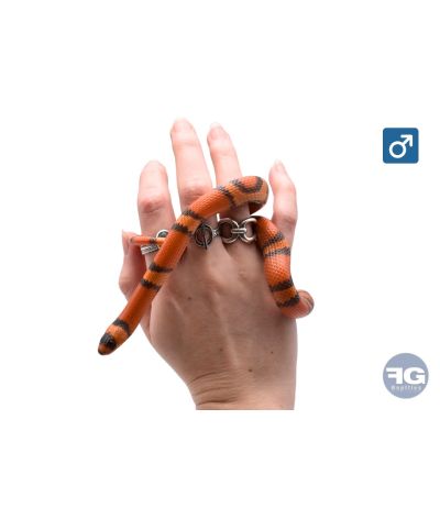 Lampropeltis hondurensis Hypo Tangerine Male