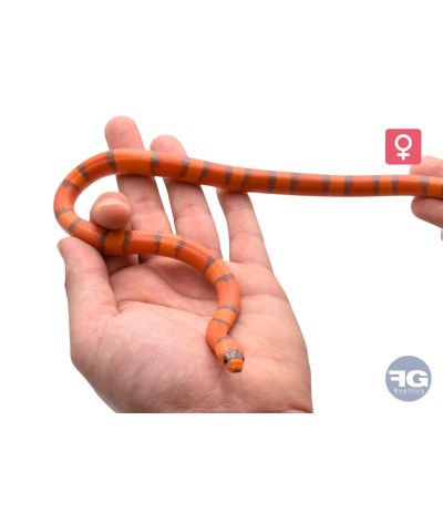 Lampropeltis hondurensis Super Hypo Mega Line Femelle