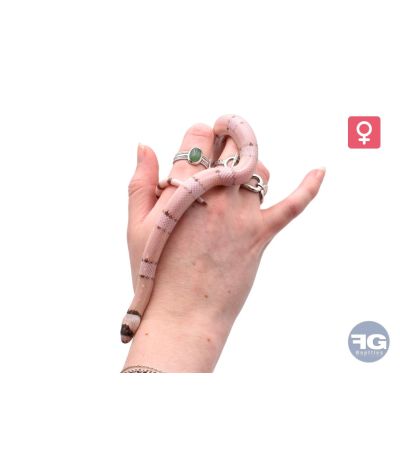 Lampropeltis hondurensis Ghost Femelle