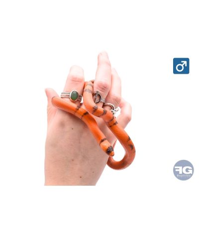 Lampropeltis hondurensis Super Hypo Tangerine Male