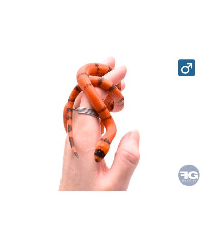 Lampropeltis hondurensis Super Hypo Tangerine Male