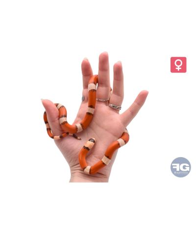 Lampropeltis hondurensis Hypo Tricolore Femelle