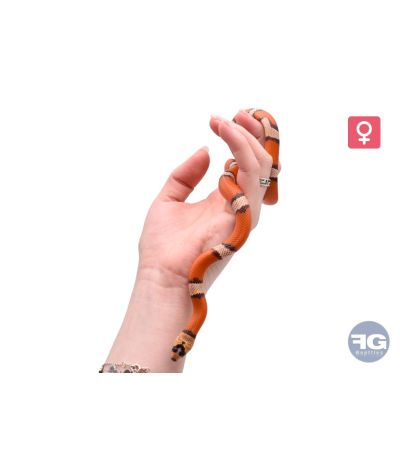 Lampropeltis hondurensis Hypo Tricolore Femelle