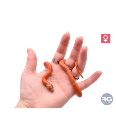 Lampropeltis hondurensis Super Hypo Tangerine Mega Line Femelle