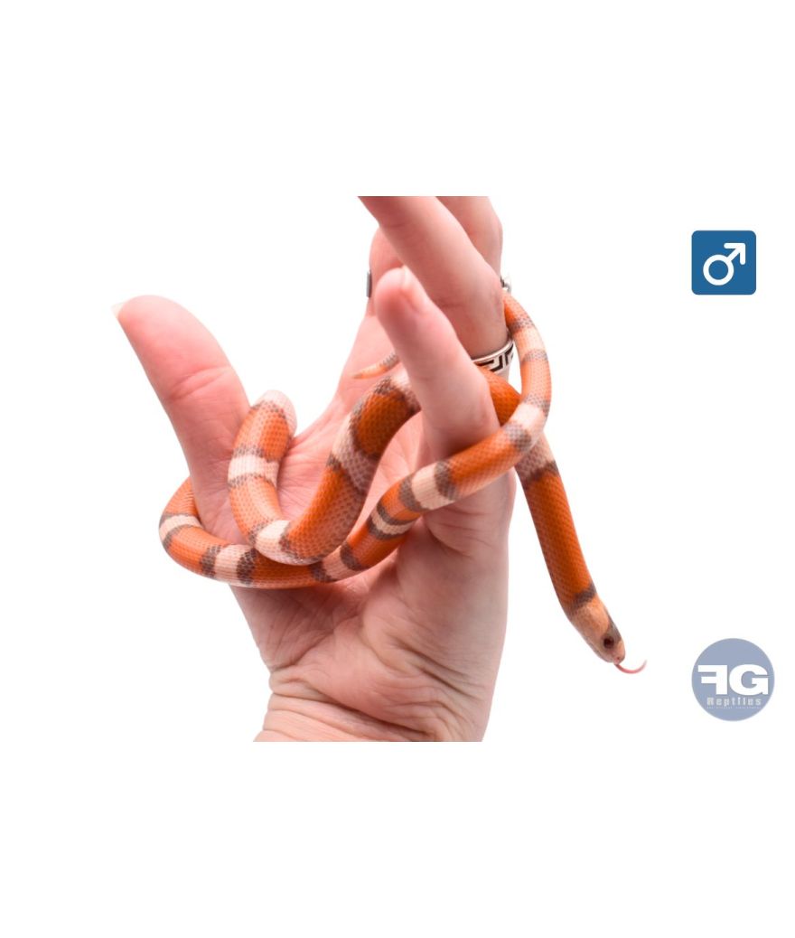 Lampropeltis hondurensis Super Hypo Tricolore Mega Line Male