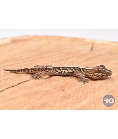 Paroedua picta NC 2025