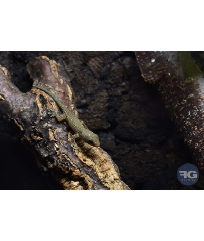 Phelsuma robertmertensi Juvénile