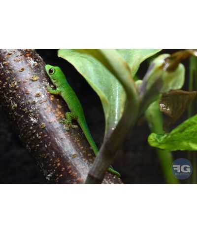 Phelsuma pasteuri