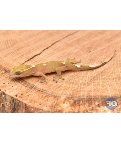 Correlophus sarasinorum White Collar non sexé NC26 3