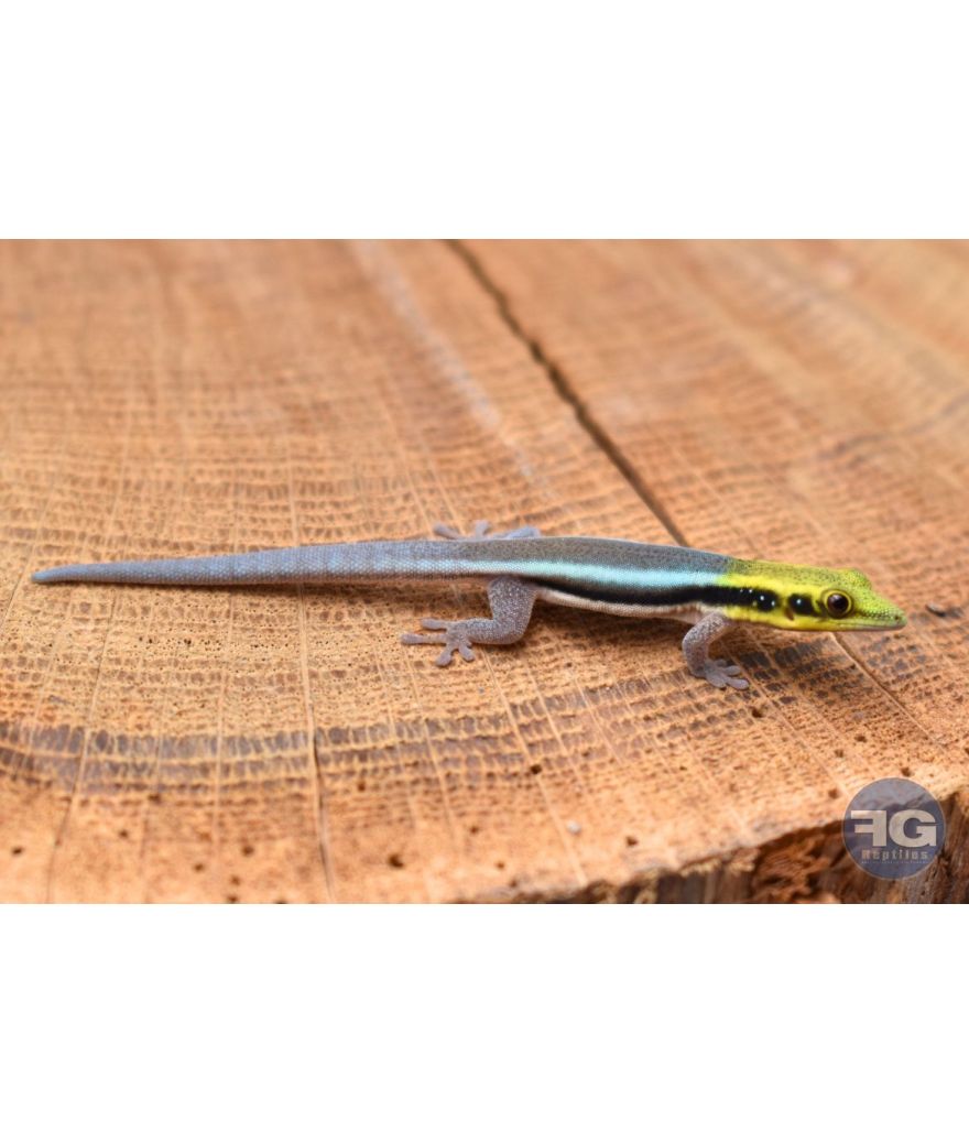 Phelsuma klemmeri