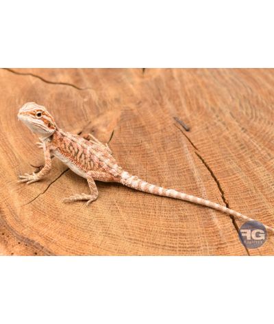 Pogona vitticeps juvénile colorés