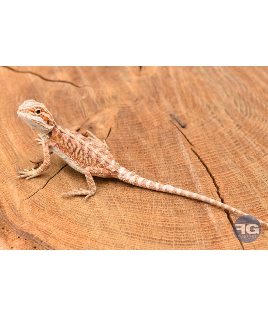 Pogona vitticeps juvénile colorés