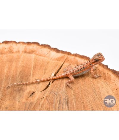 Pogona vitticeps Red Trans juvénile