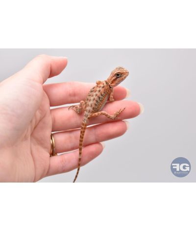 Pogona vitticeps Red Trans juvénile